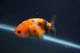 Juvenile Ranchu  Calico 3.5 Inch (ID#1231R9b-52) Free2Day SHIPPING