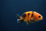 Juvenile Ranchu  Calico 3.5 Inch (ID#1231R9b-52) Free2Day SHIPPING