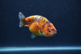 Juvenile Ranchu  Calico 3.5 Inch (ID#1231R9b-109) Free2Day SHIPPING