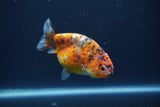 Juvenile Ranchu  Calico 3.5 Inch (ID#1231R9b-109) Free2Day SHIPPING