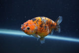 Juvenile Ranchu  Calico 3.5 Inch (ID#1231R9b-109) Free2Day SHIPPING