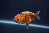 Juvenile Ranchu  Calico 3.5 Inch (ID#1231R9b-109) Free2Day SHIPPING