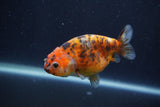 Juvenile Ranchu  Calico 3.5 Inch (ID#1231R9b-109) Free2Day SHIPPING