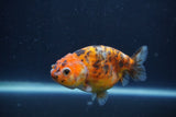 Juvenile Ranchu  Calico 3.5 Inch (ID#1231R9b-109) Free2Day SHIPPING