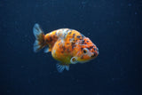 Juvenile Ranchu  Calico 3.5 Inch (ID#1231R9b-109) Free2Day SHIPPING