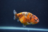 Juvenile Ranchu  Calico 3.5 Inch (ID#1231R9b-109) Free2Day SHIPPING