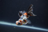 Butterfly  Calico 3.5 Inch (ID#1227B8b-36) Free2Day SHIPPING