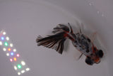 Butterfly  Calico 3.5 Inch (ID#1227B8b-36) Free2Day SHIPPING