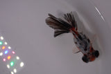 Butterfly  Calico 3.5 Inch (ID#1227B8b-36) Free2Day SHIPPING