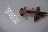 Butterfly  Calico 3.5 Inch (ID#1227B8b-39) Free2Day SHIPPING