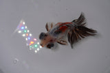 Butterfly  Calico 3.5 Inch (ID#1227B8b-39) Free2Day SHIPPING