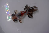 Butterfly  Calico 3.5 Inch (ID#1227B8b-39) Free2Day SHIPPING