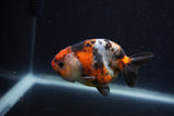 Juvenile Ranchu Calico  3 Inch (ID#1227R9b-47) Free2Day SHIPPING