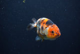 Juvenile Ranchu Calico  3 Inch (ID#1227R9b-47) Free2Day SHIPPING