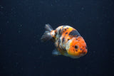 Juvenile Ranchu Calico  3 Inch (ID#1227R9b-47) Free2Day SHIPPING