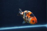 Juvenile Ranchu Calico  3 Inch (ID#1227R9b-47) Free2Day SHIPPING