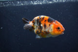 Juvenile Ranchu Calico  3 Inch (ID#1227R9b-47) Free2Day SHIPPING