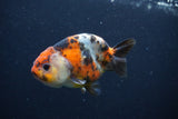 Juvenile Ranchu Calico  3 Inch (ID#1227R9b-47) Free2Day SHIPPING