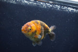 Juvenile Ranchu  3.5 Inch (ID#1227R9b-48) Free2Day SHIPPING