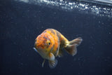 Juvenile Ranchu  3.5 Inch (ID#1227R9b-48) Free2Day SHIPPING