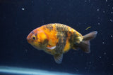 Juvenile Ranchu  3.5 Inch (ID#1227R9b-48) Free2Day SHIPPING