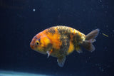 Juvenile Ranchu  3.5 Inch (ID#1227R9b-48) Free2Day SHIPPING