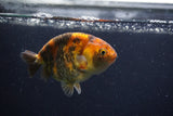 Juvenile Ranchu  3.5 Inch (ID#1227R9b-48) Free2Day SHIPPING