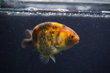 Juvenile Ranchu  3.5 Inch (ID#1227R9b-48) Free2Day SHIPPING