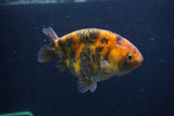 Juvenile Ranchu  3.5 Inch (ID#1227R9b-48) Free2Day SHIPPING