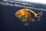 Juvenile Ranchu  3.5 Inch (ID#1227R9b-48) Free2Day SHIPPING