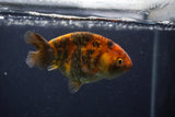 Juvenile Ranchu  3.5 Inch (ID#1227R9b-48) Free2Day SHIPPING