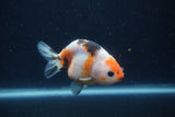 Juvenile Ranchu  3.5 Inch (ID#1227R9b-50) Free2Day SHIPPING