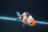 Juvenile Ranchu  3.5 Inch (ID#1227R9b-50) Free2Day SHIPPING