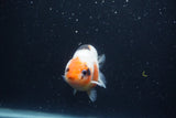 Juvenile Ranchu  3.5 Inch (ID#1227R9b-50) Free2Day SHIPPING