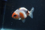 Juvenile Ranchu  3.5 Inch (ID#1227R9b-50) Free2Day SHIPPING