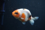 Juvenile Ranchu  3.5 Inch (ID#1227R9b-50) Free2Day SHIPPING