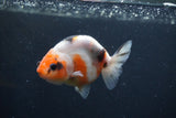 Juvenile Ranchu  3.5 Inch (ID#1227R9b-50) Free2Day SHIPPING