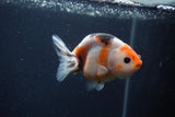 Juvenile Ranchu  3.5 Inch (ID#1227R9b-50) Free2Day SHIPPING