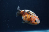 Juvenile Ranchu  3.5 Inch (ID#1227R9b-51) Free2Day SHIPPING