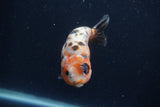 Juvenile Ranchu  3.5 Inch (ID#1227R9b-51) Free2Day SHIPPING