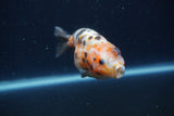 Juvenile Ranchu  3.5 Inch (ID#1227R9b-51) Free2Day SHIPPING