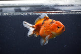 Yuan Bao Oranda  Calico 4 Inch (ID#1231Yb10b-64) Free2Day SHIPPING