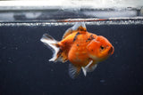 Yuan Bao Oranda  Calico 4 Inch (ID#1231Yb10b-64) Free2Day SHIPPING