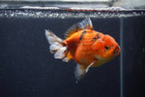 Yuan Bao Oranda  Calico 4 Inch (ID#1231Yb10b-64) Free2Day SHIPPING