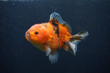 Yuan Bao Oranda  Calico 4 Inch (ID#1231Yb10b-64) Free2Day SHIPPING