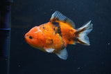 Yuan Bao Oranda  Calico 4 Inch (ID#1231Yb10b-64) Free2Day SHIPPING