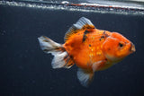 Yuan Bao Oranda  Calico 4 Inch (ID#1231Yb10b-64) Free2Day SHIPPING