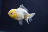 Yuan Bao Oranda  White 4 Inch (ID#1231Yb10b-65) Free2Day SHIPPING