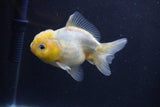 Yuan Bao Oranda  White 4 Inch (ID#1231Yb10b-65) Free2Day SHIPPING