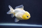 Yuan Bao Oranda  White 4 Inch (ID#1231Yb10b-65) Free2Day SHIPPING